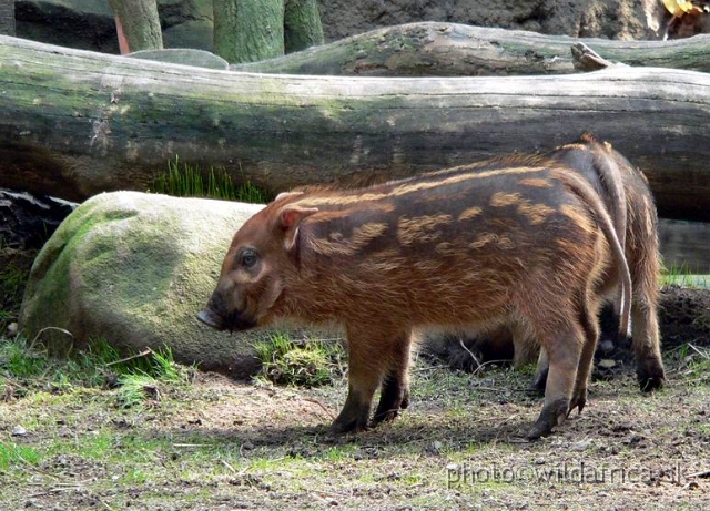 congo exp 2 g.jpg - Red River Hog.